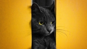 Картинка: Кот, чёрный, глаза, усы, между, жёлтая стена, щель