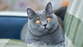 Картинка: Британская, короткошёрстная, порода, кошка, морда, глаза, жёлтые, диван