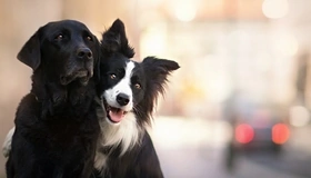 Картинка: Собаки, лабрадор, бордер-колли, морда, уши, две, позируют