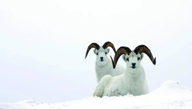 Картинка: Бараны, рога, горные, снег