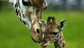 Image: Giraffe, couple, mother, baby, love, care