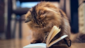 Картинка: Кошка, шерсть, уши, пушистая, книга, сидит, смотрит