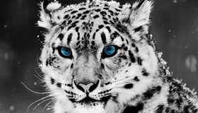 Картинка: Кошка, снежный барс, голубые глаза, взгляд, снег