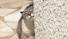 Картинка: Кот, кошка, морда, нос, шерсть, трётся, стена, камни
