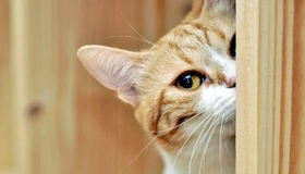 Картинка: Кот, рыжий, уши, усы, морда, глаз, выглядывает