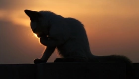 Картинка: Котёнок, сидит, вечер, закат, силуэт