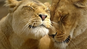 Картинка: Лев, львица, любовь, забота, нежнось