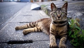 Картинка: Кот, морда, глаза, полосы, дорога, тротуар, лежит, трава