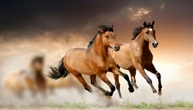 Картинка: Лошади, грива, бег, фокус, размытость