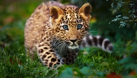 Картинка: Леопард, детёныш, пятна, хищник, морда, трава