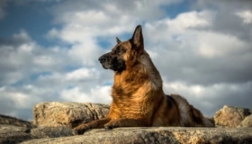 Картинка: Немецкая овчарка, собака, порода, камни, лежит, небо, облака