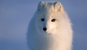 Картинка: Песец, хищник, белый, пушистый, полярный, взгляд