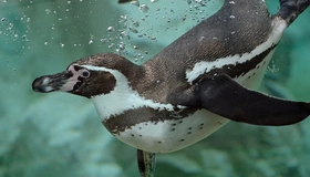 Картинка: Пингвин, плавает, вода, пузыри, смотрит
