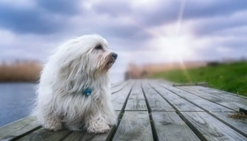 Картинка: Собака, белая, маленькая, профиль, длинная шерсть, солнце, река, пирс