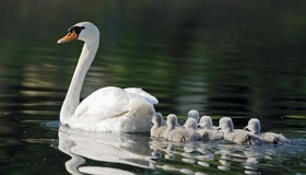 Картинка: Лебедь, белый, птица, птенцы, голова, шея, перья, вода, плывут