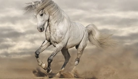 Картинка: Лошадь, белая, грация, песок, пыль, галоп, манёвр, облака