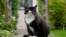 Картинка: Кот, пушистый, чёрно-белый, сидит, дорожка, зелень