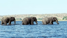 Картинка: Слоны, река, семья