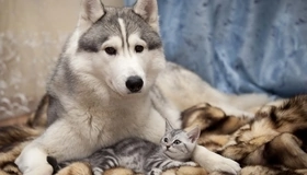 Image: Dog, Husky, kitten, muzzle, eyes, look, hair, lie, plaid