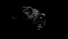 Картинка: Лабрадор, собака, чёрный, фон, морда, нос