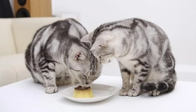 Картинка: Кошки, две, едят, желе, тарелка, стол