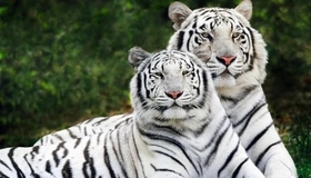 Картинка: Бенгальские тигры, пара, лежат, трава, белые, тигры