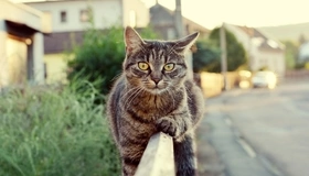 Картинка: Кошка, котик, лежит, забор, улица