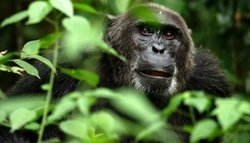 Картинка: Обезьяна, шимпанзе, джунгли, ветки, листья, морда, глаза