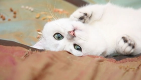 Картинка: Кот, белый, лежит, на спине, морда, взгляд