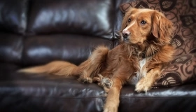 Image: Dog, muzzle, eyes, look, hair, legs, lying, sofa, pillow