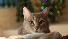 Картинка: Котик, красивый, мордочка, усы, глаза, зелёные, плед, лежит, тёплый, огни, праздник