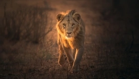 Картинка: Лев, хищник, зверь, идёт