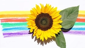 Картинка: Подсолнух, жёлтый, листья, полосы, цветные, яркие, контраст, белый фон
