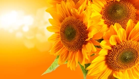 Картинка: Подсолнух, цветы, жёлтые, боке, фон