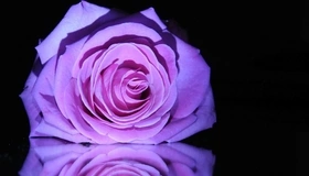 Картинка: Роза, цветок, лепестки, цвет, отражение, чёрный фон