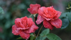 Картинка: Роза, розы, красные, капли, роса, вода