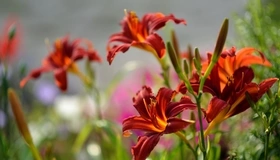 Картинка: Лилия, цветы, куст, растение, красные