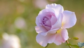 Картинка: Роза, цветок, лепестки, нежный цвет