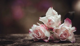 Картинка: Розы, букет, три, цветы, розовые