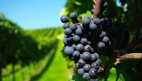 Картинка: Виноград, лоза, гроздь, плоды, виноградник, ветки, зелень, размытость