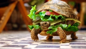 Картинка: Черепаха, чизбургер, еда, ползёт, пол, рептилия, зелень, катлета, помидор, сыр