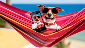 Картинка: Собака, очки, гамак, телефон, отдых, селфи