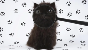 Картинка: Котёнок, чёрный, лупа, морда, глаза, лапы, следы, отпечатки, белый фон