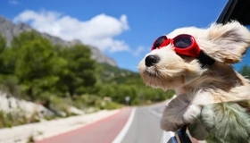 Картинка: Собака, нос, шерсть, очки, уши, дорога, авто, небо, облака, ветер, едет, скорость