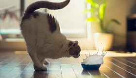 Картинка: Кот, поза, миска, всплеск, брызги, молоко, момент