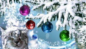 Картинка: Кот, морда, снег, снежинки, ёлочка, игрушки, шары, звёздочки, снеговик, зима, Новый год, праздник