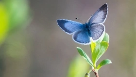 Картинка: Бабочка, крылья, голубая, растение, листья