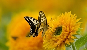 Картинка: Бабочка, крылья, окрас, цветок, подсолнух, жёлтый, сидит, собирает, нектар, размытость