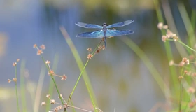 Картинка: Стрекоза, голубая, травинка, крылья, тельце, сидит, растение
