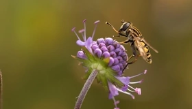 Картинка: Журчалка, муха, цветок, макро
